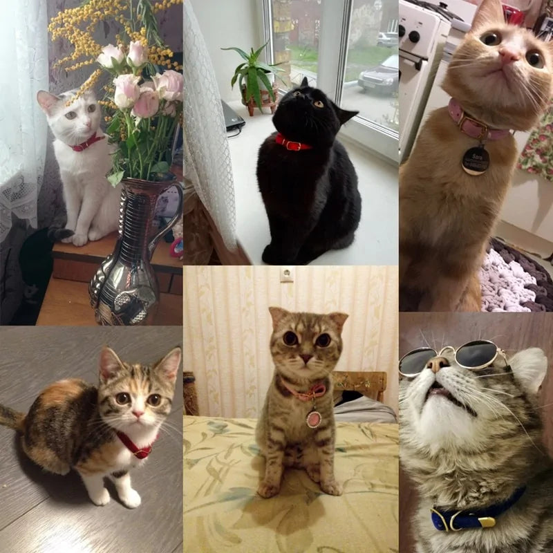 Halsband för Katter och små hundar - Pet Modesti