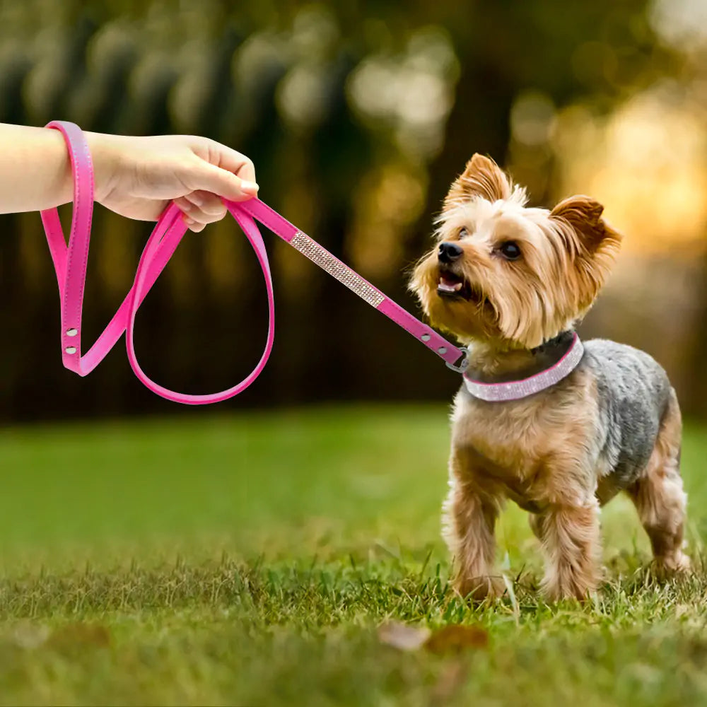 Hund halsband med stenar - Pet Modesti