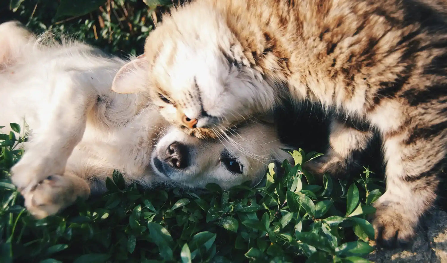 Katt och hund kramas tillsammans i en vänlig omfamning.