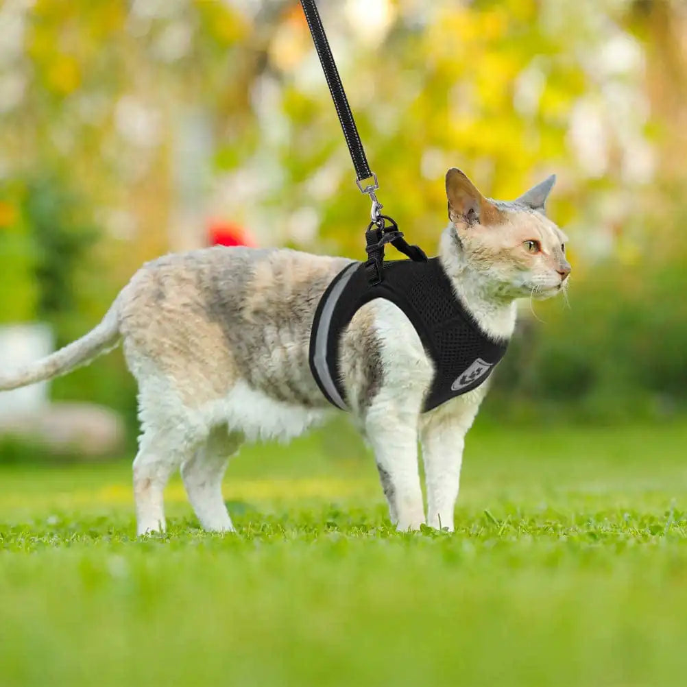 Kattsele med Koppel - Pet Modesti