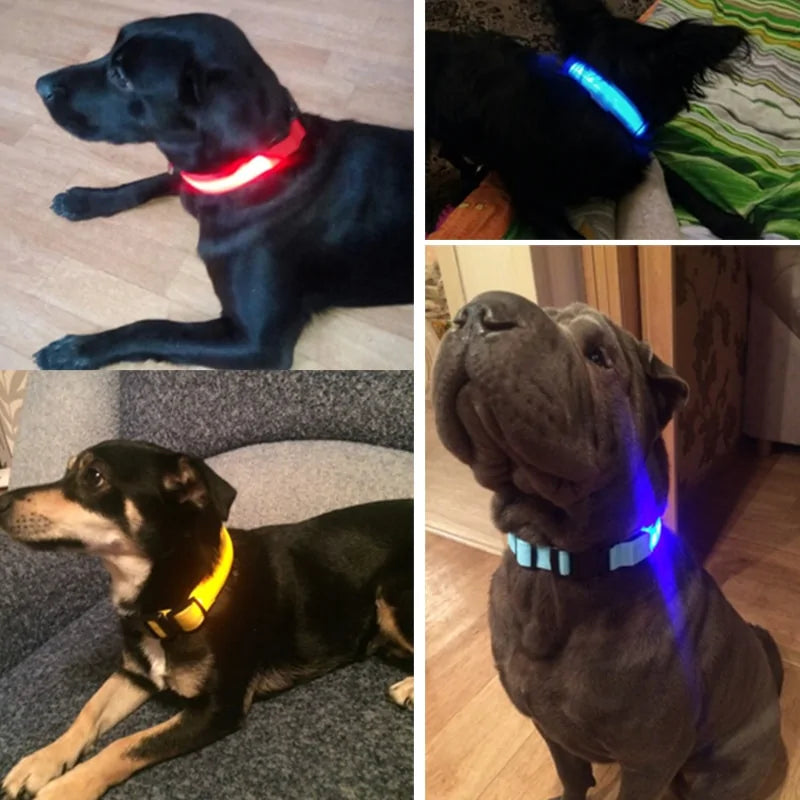 LED-halsband för hundar med belysning för nattens säkerhet - Pet Modesti