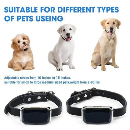 Smart halsband till hund - Pet Modesti